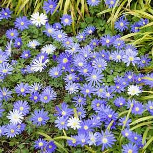 Anemone blanda Blue Star, Anemone 'Blue Star', Grecian Windflower 'Blue Star', Wood Anemone 'Blue Star', Spring Flowers, Spring Bulbs, Blue Anemones, Blue Flowers